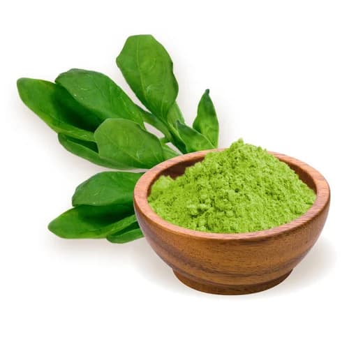Spinach Powder — Powder format for bulk B2B ordering