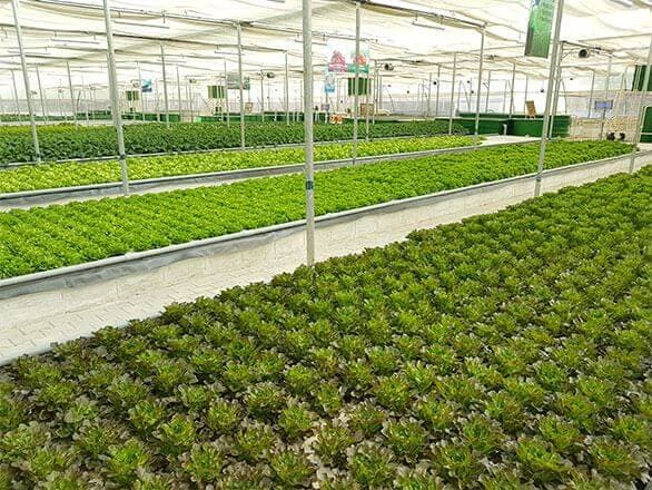 Dehydration 101: From Farms to Pantry